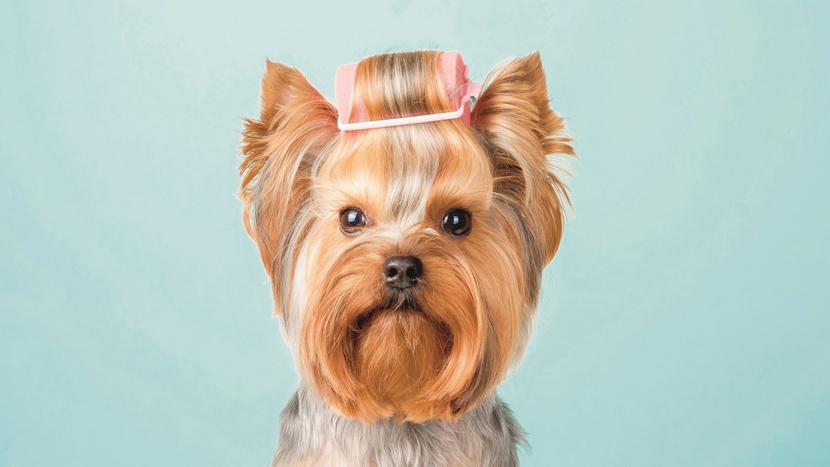 Yorkshire terrier, popularny york.