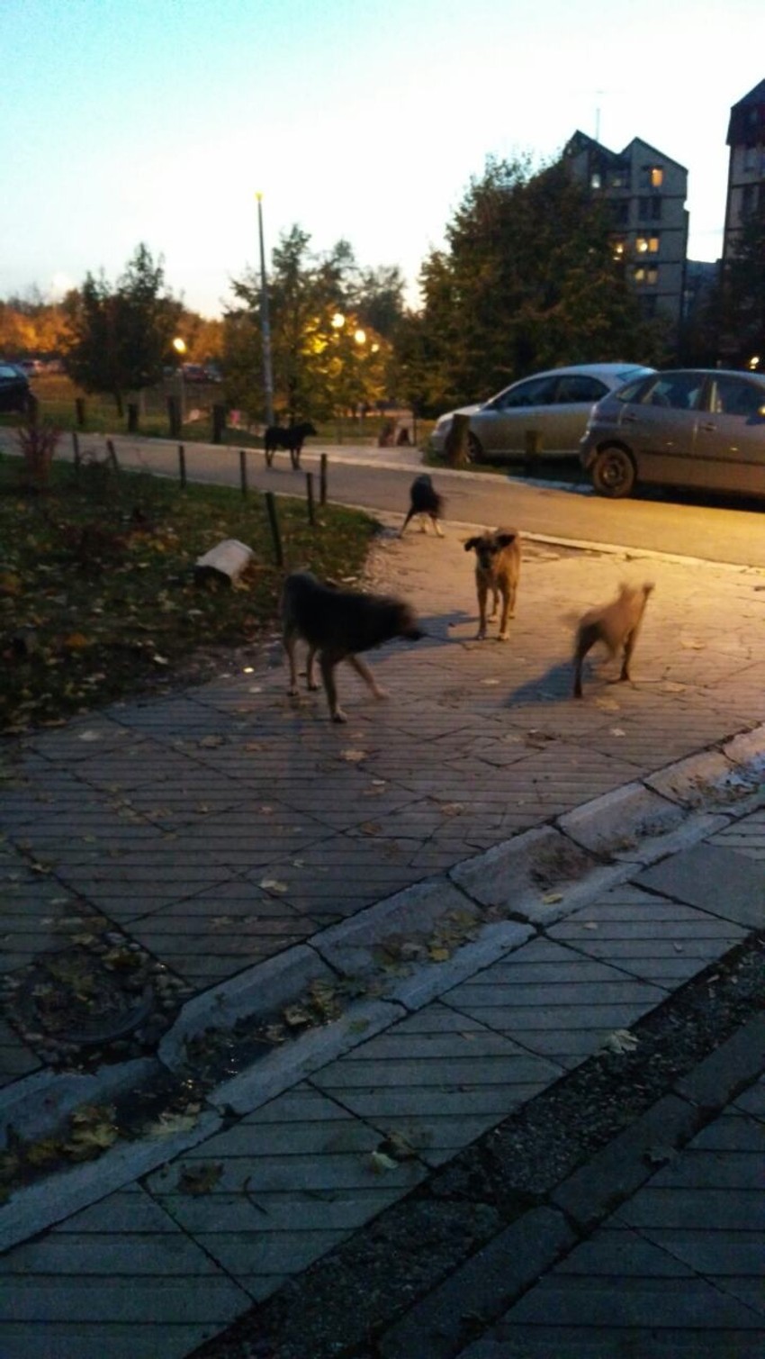 Čopor koji trenutno seje strah