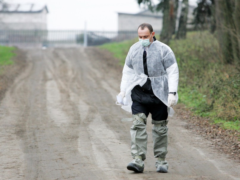 60 osób mogło się zarazić ptasią grypą