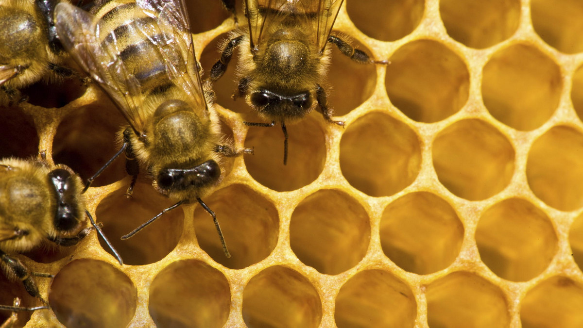 Niesprzyjająca aura tej wiosny sprawiła, że zbiory miodu będą znacznie mniejsze niż planowali dolnośląscy pszczelarze. Mimo to postanowili nie zmieniać cen, które obowiązywały w 2013 r.