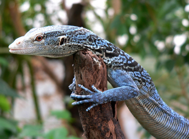 Błękitny wybryk natury w stołecznym zoo