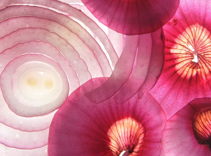 Cebulowe komórki organizmu