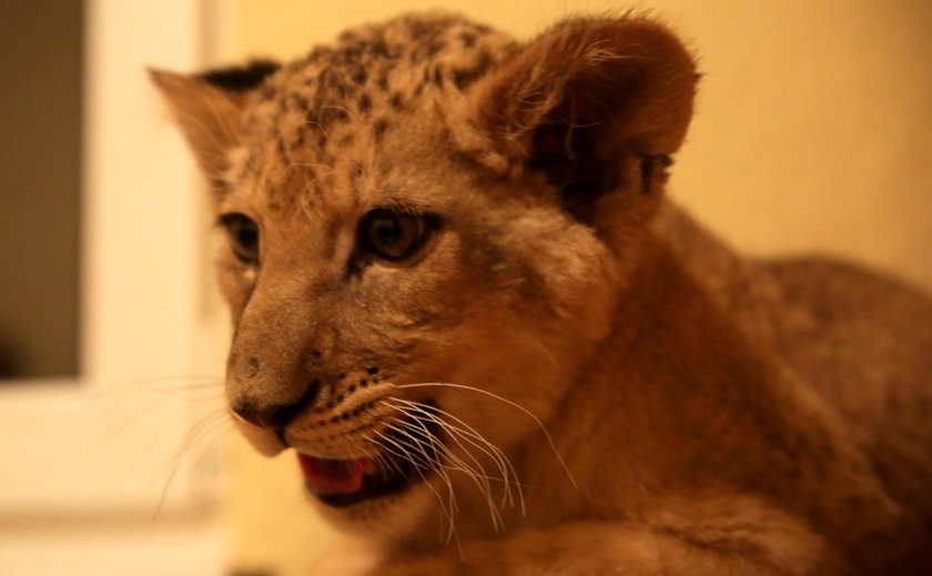 Dwa lwiątka z cyrków w poznańskim ZOO