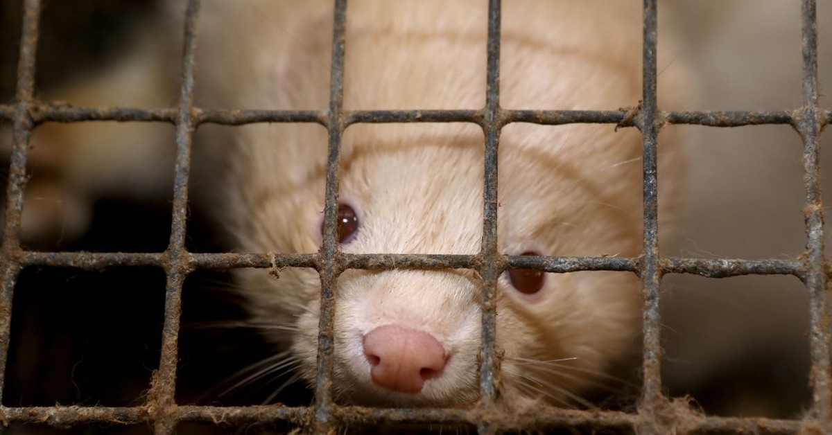 Ostatnia prosta do pustych klatek? Sejm o hodowli zwierząt futerkowych