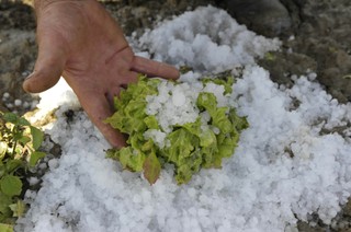 Straty rolników rosną, a polis ubezpieczeniowych ubywa