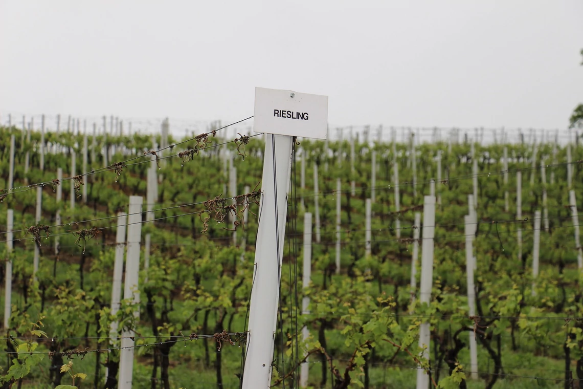 Winorośla posadzono na wzgórzu Hople w 2005 r. Pierwszy rocznik zabutelkowanego wina to 2008.