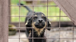 nawet 2000 zł za adopcję psa ze schroniska. samorządy wprowadzają fina