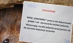 Ogłoszenie to robi furorę w internecie! Warszawska spółdzielnia walczy z "kopulacją szczurów"