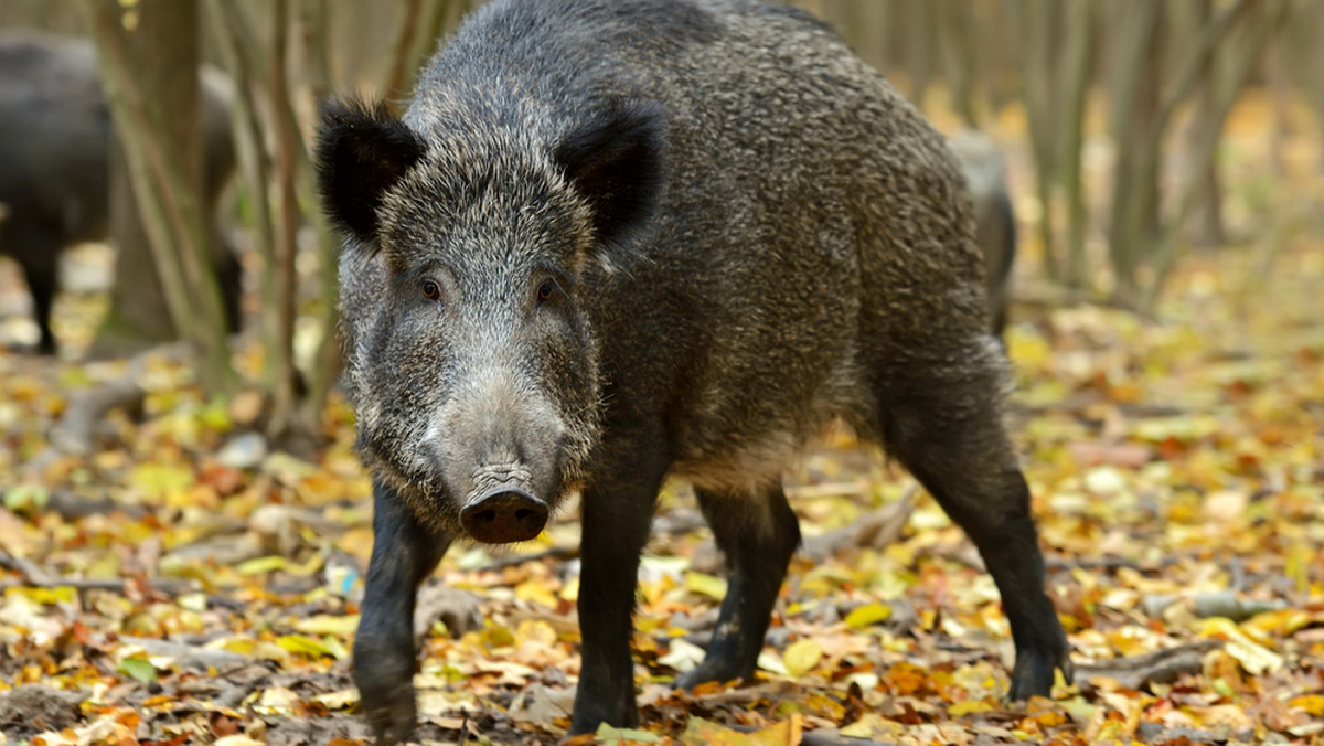 2 marca powiększy się w Podlaskiem strefa ochronna wyznaczona w związku z ASF - afrykańskim pomorem świń - potwierdziły dziś służby weterynaryjne. Do strefy wejdzie pozostała część gminy Zabłudów w powiecie białostockim oraz gminy Czyże i Hajnówka w powiecie hajnowskim.