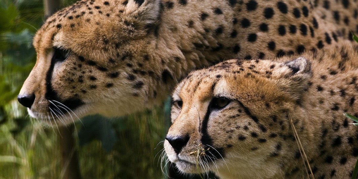 Gepardy z gdańskiego zoo