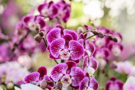 Ako želite ORHIDEJE čiji će RASKOŠNI CVETOVI ostaviti bez daha svakog ko uđe u vaš dom, morate da ih postavite na OVO mesto