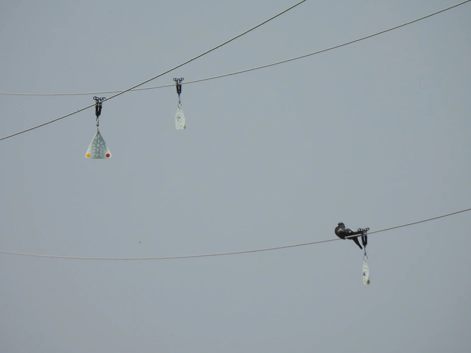 Diverteri služe kao "preusmerivači leta" pticama