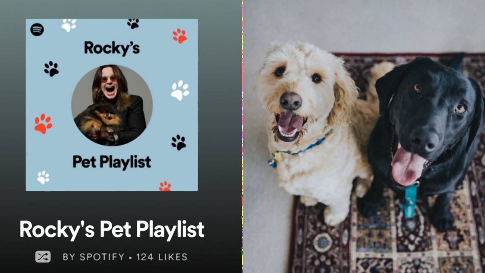 Na Spotify môžeš vytvoriť playlist pre svojho domáceho miláčika podľa jeho osobnosti