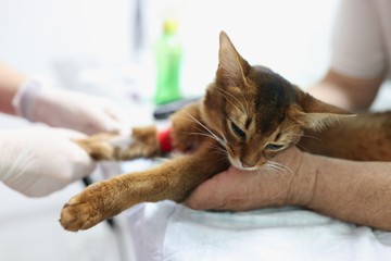 macska A-vitamin túladagolás cica
