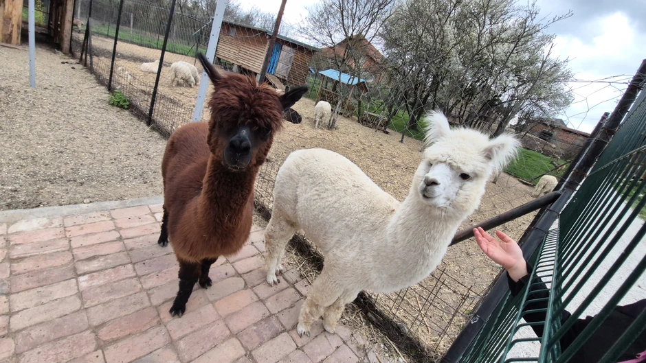 Alpake Đole (beli) i Olivera (braon)