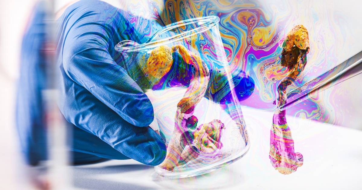 Halucynogenne grzyby pomocne w leczeniu alkoholizmu? "To obiecująca metoda"