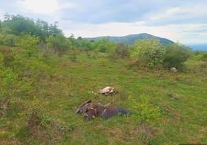 Užasne slike horora kod Svrljiga