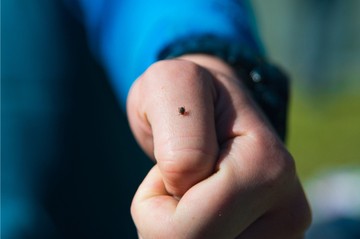 kullancs FSME-vírus Lyme-kór fertőzés krími-kongói vérzéses láz
