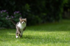 Ten dźwięk zadziała na twojego kota jak magnes. Wypróbuj i zobacz efekty