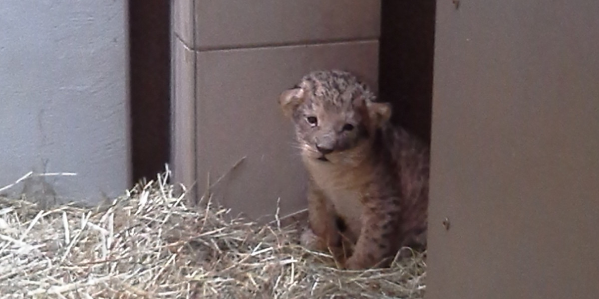 Mały lewek w gdańskim zoo.