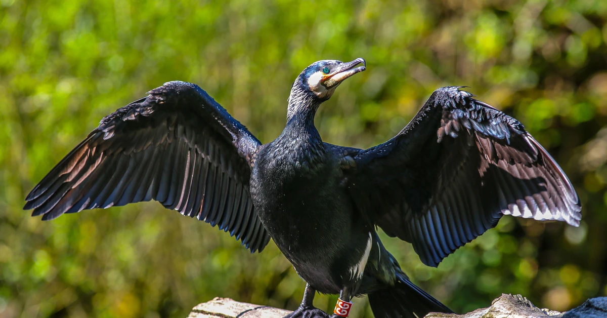 Bardzo trudny quiz z polskich ptaków. 20/20 tylko dla orłów