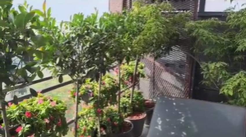 Terasa Milice i Žarka