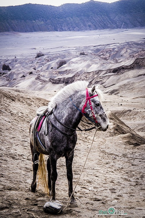 Koń na Bromo, fot. the-ollie.com