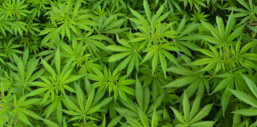 Marihuana pomoże w leczeniu koronawirusa? Zaskakujące wyniki badań