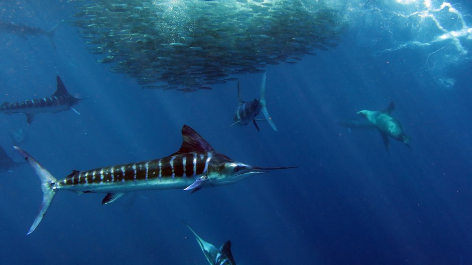 Marlin zmienia kolor przed atakiem, by ostrzec współtowarzyszy ...