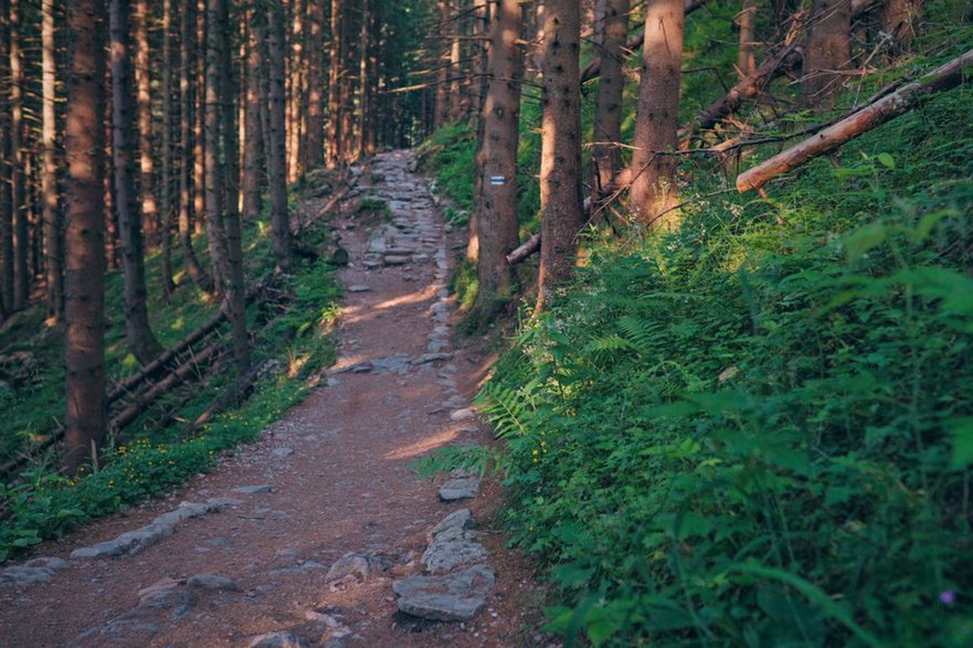 Przyjemny, leśny odcinek