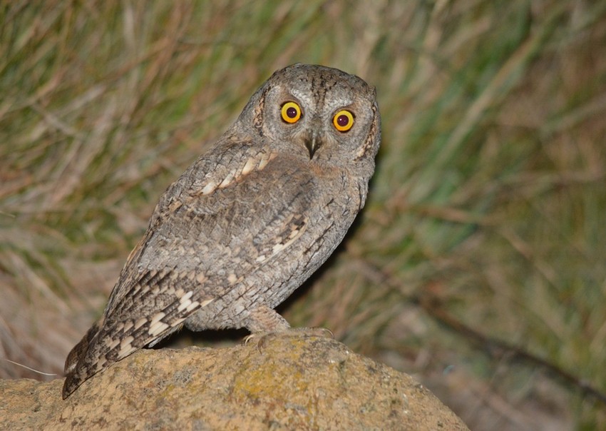 Odrasli ćuk dostiže 21 centimetar