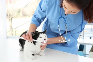 macska cica társállat kisállatok egészsége állatorvos