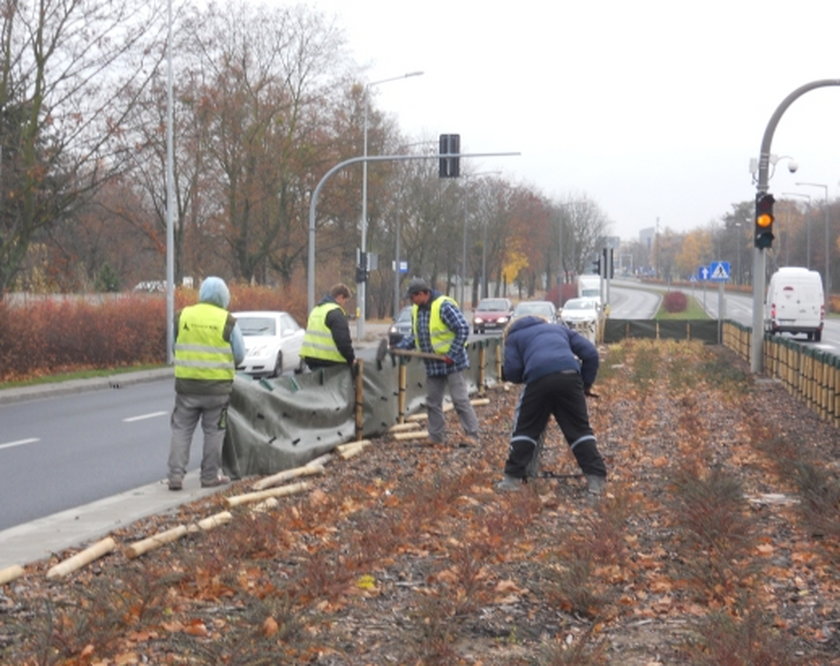 Ochraniają rośliny na zimę