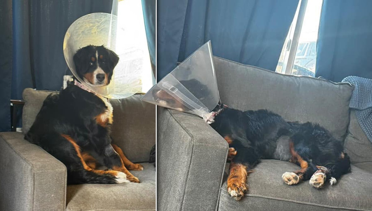 Luna's belly hid 44 items. Veterinarians did not hide their surprise