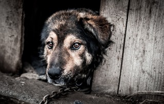 Radny i jego rodzina z zarzutem znęcania się nad psem