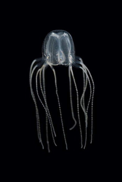 Meduza Tripedalia cystophora / fot. Jan Bielecki