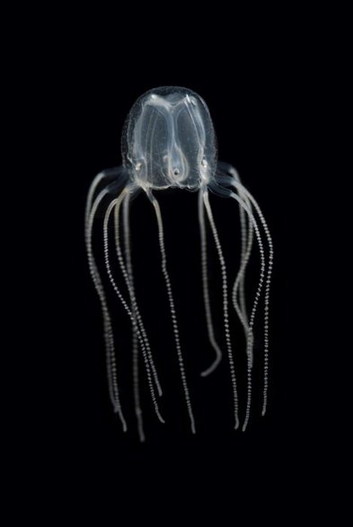 Meduza Tripedalia cystophora / fot. Jan Bielecki