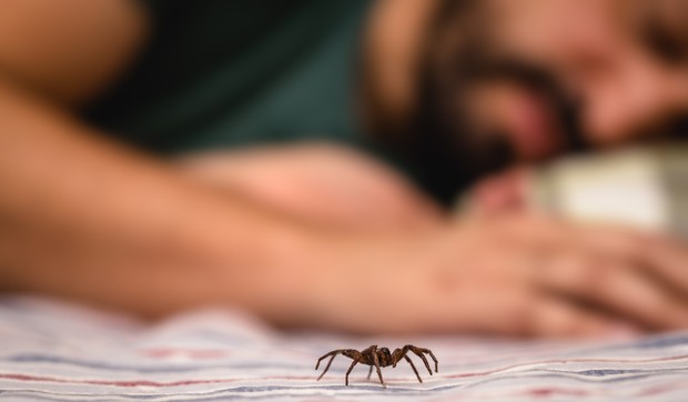Većina ujeda pauka je bezopasna i simptomi se povlače nakon jednog do dva dana