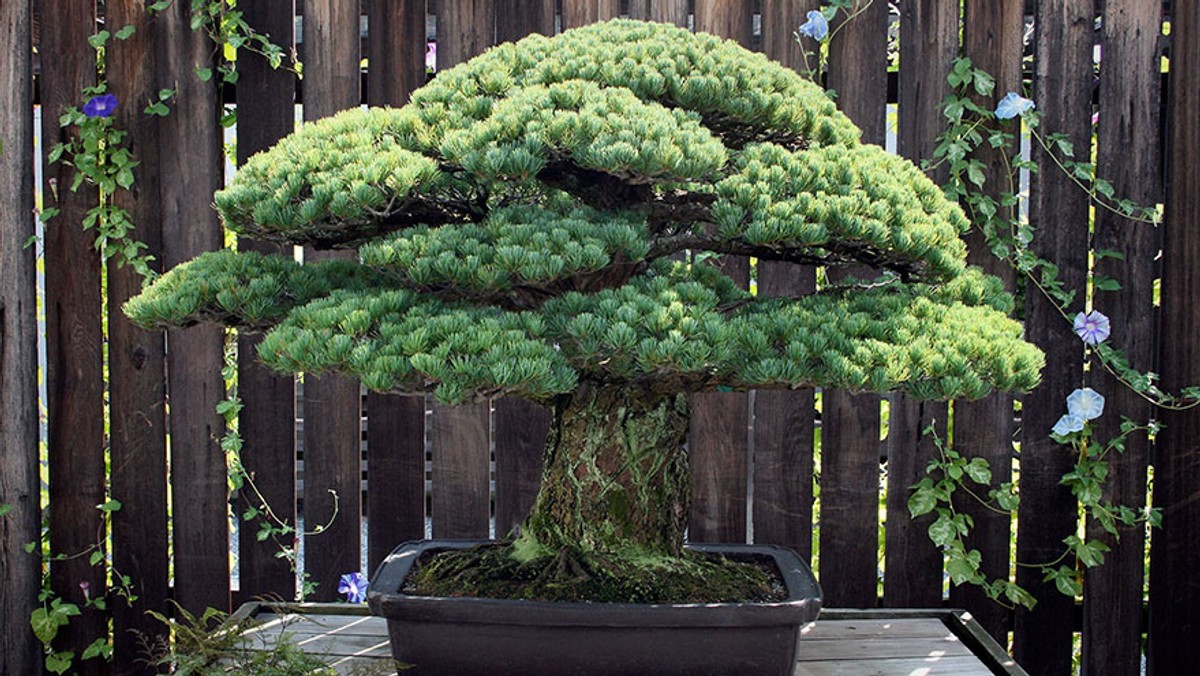 Japonia: Ktoś ukradł 400-letnie bonsai. Apel właścicieli o dbanie o okaz