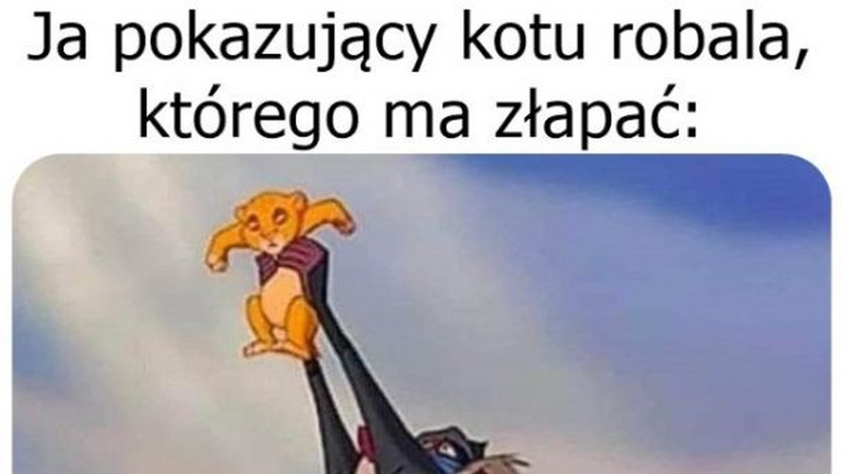 Zobacz najlepsze memy o kotach. Samo życie