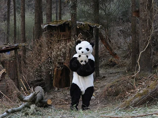 Opiekun przytula młode pandy małej w rezerwacie Wolong w Chinach