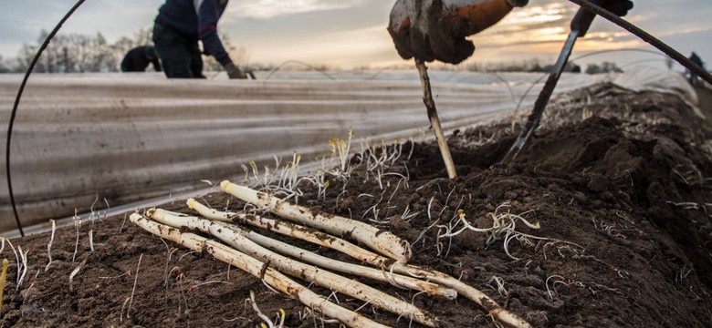 Pierwsi Polacy opuszczają farmę szparagów w Niemczech