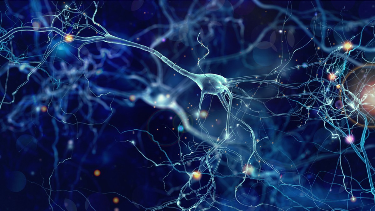 komórka nerwowa; neuron; aksony;