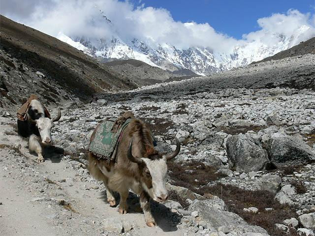 Galeria Nepal - Sagarmatha National Park, obrazek 12