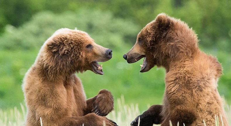 Bear Jokes by Sidra Monreal Burshteyn.Sidra Monreal Burshteyn/Comedy Wildlife Awards