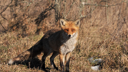 Jelentkezzen, aki látta: ezt a szelíd rókát keresik a Balaton partján  – fotó