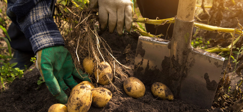 Czas na wykopki! O czym musisz pamiętać podczas zbioru ziemniaków?