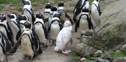Szczęście w zoo w Gdańsku. Stado zaakceptowało pingwina albinosa!