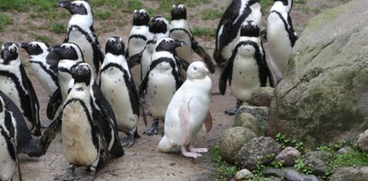 Szczęście w zoo w Gdańsku. Stado zaakceptowało pingwina albinosa!