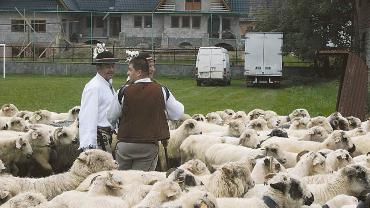 Kilkaset owiec przemierzy setki kilometrów wzdłuż Karpat podążając m.in. przez Rumunię, Ukrainę i Polskę. W ten sposób górale karpaccy chcą uczcić 500 rocznicę ostatniego przejścia Wołochów przez Karpaty.